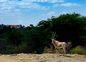 oryx awash ethiopia